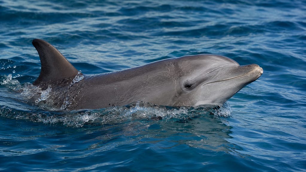 Bottlenose dolphin swimming near the surface in clear Atlantic Ocean water