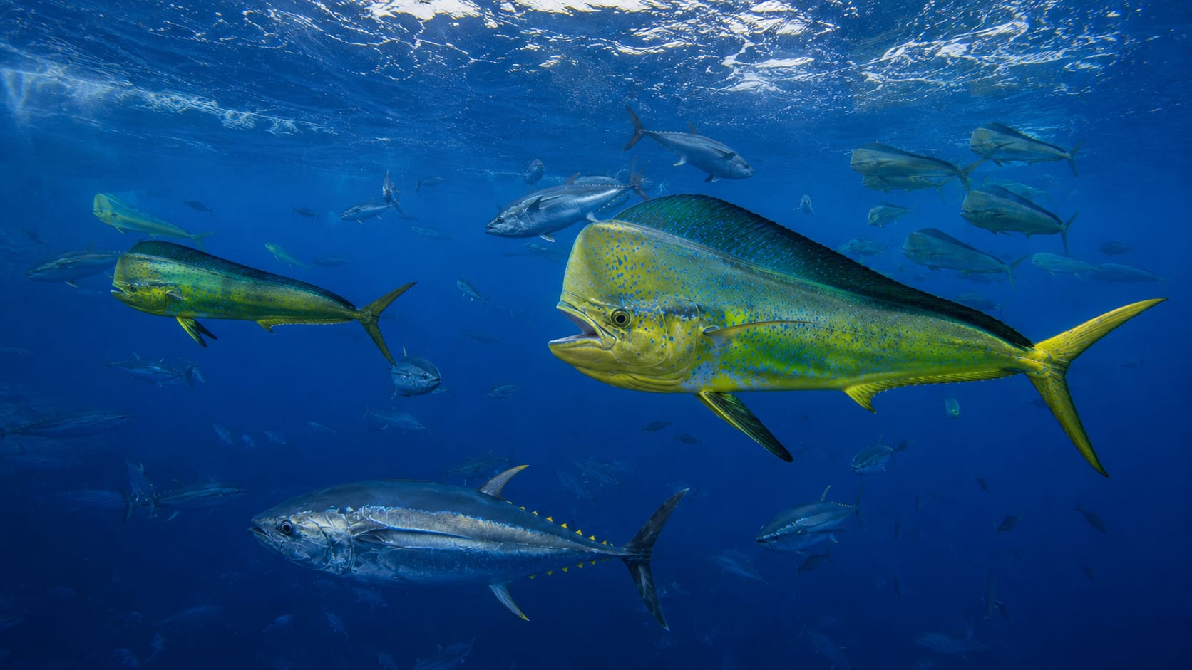 Atlantic Ocean Fish Species Guide