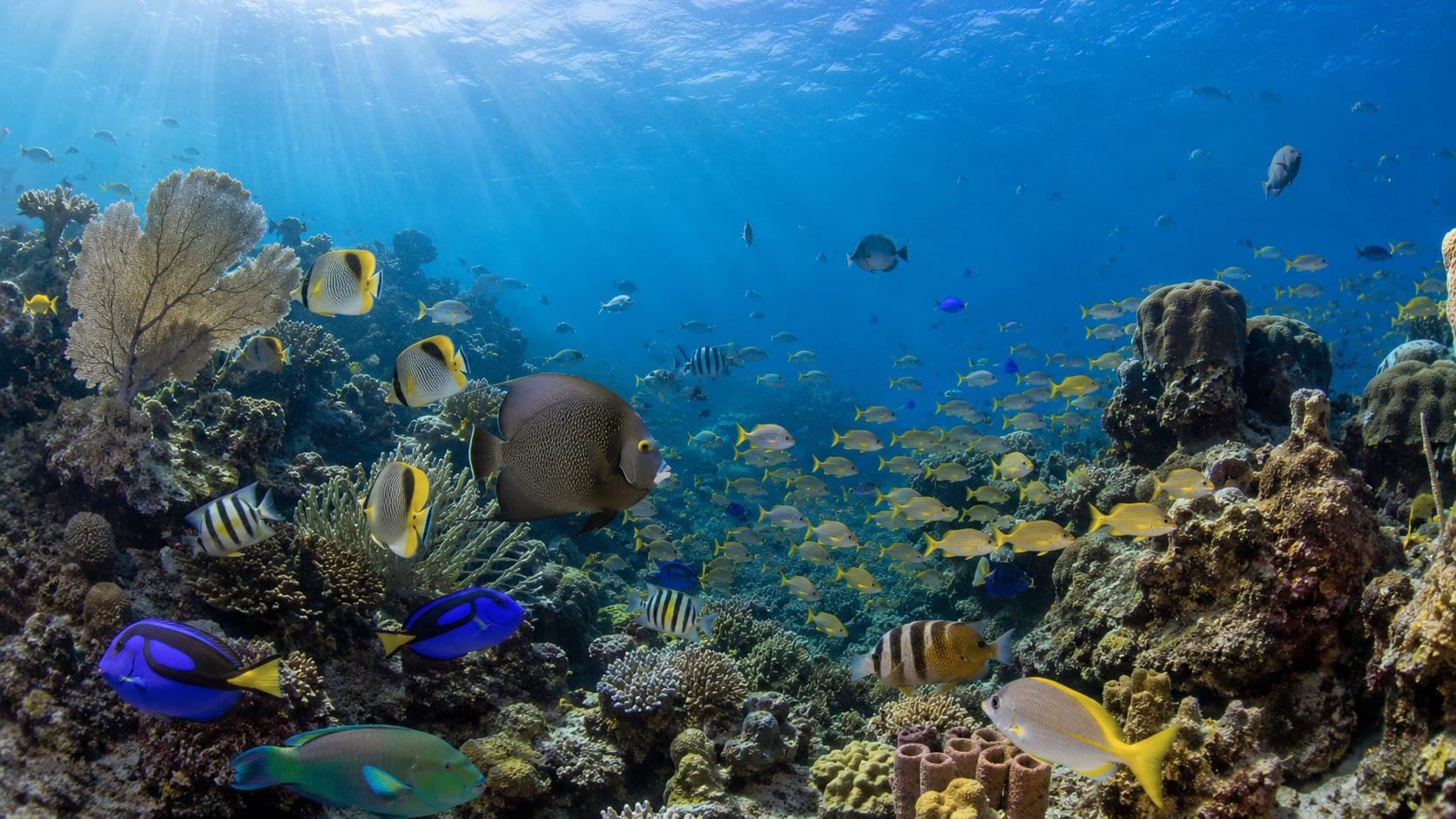 Atlantic Ocean Fish Species Guide