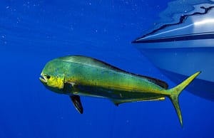 Mahi-mahi dolphinfish in warm Atlantic Ocean water