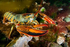 American lobster foraging for food in the Atlantic Ocean