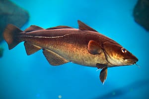 Atlantic cod in cold North Atlantic Ocean habitat