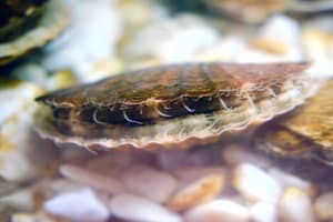 Atlantic sea scallop resting on the ocean floor