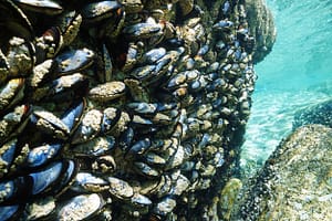 Blue mussels attached to rocks along the Atlantic coastline