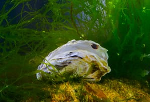 Eastern oysters forming a reef in Atlantic coastal waters