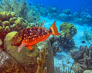Stoplight parrotfish on a tropical Atlantic Ocean reef