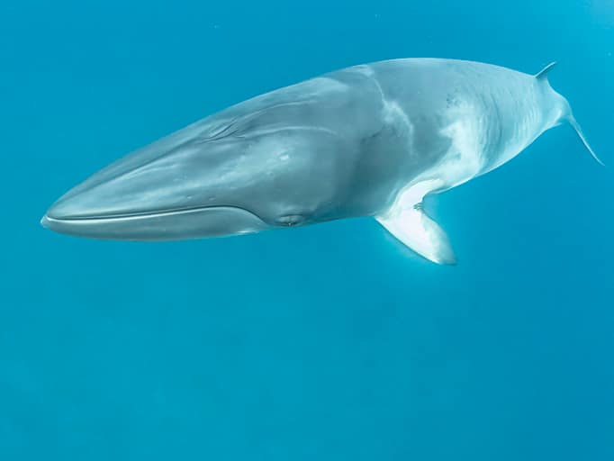 Minke whale swimming in the Atlantic Ocean