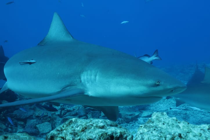 Bull shark swimming in the Atlantic Ocean
