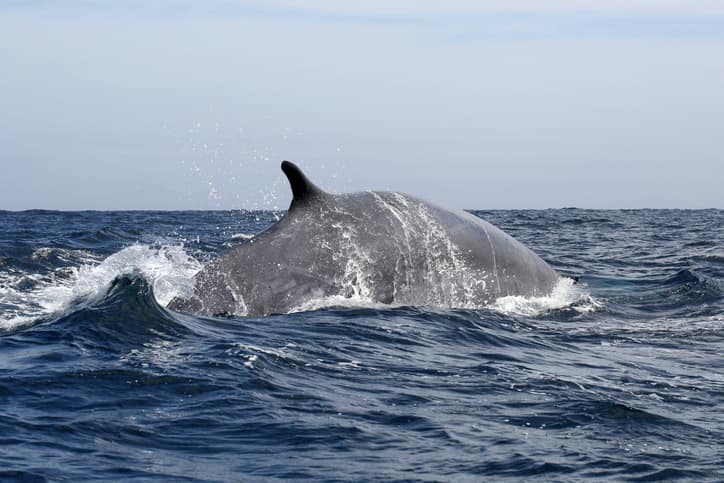Fin whale swimming in the Atlantic Ocean
