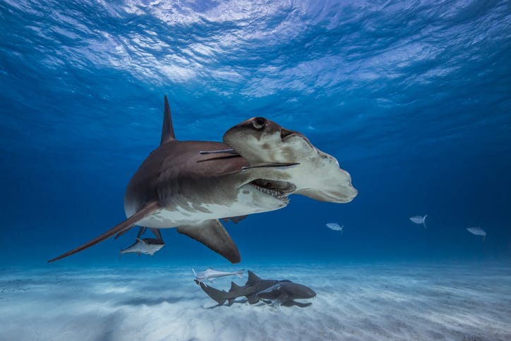 Hammerhead shark swimming in the Atlantic Ocean