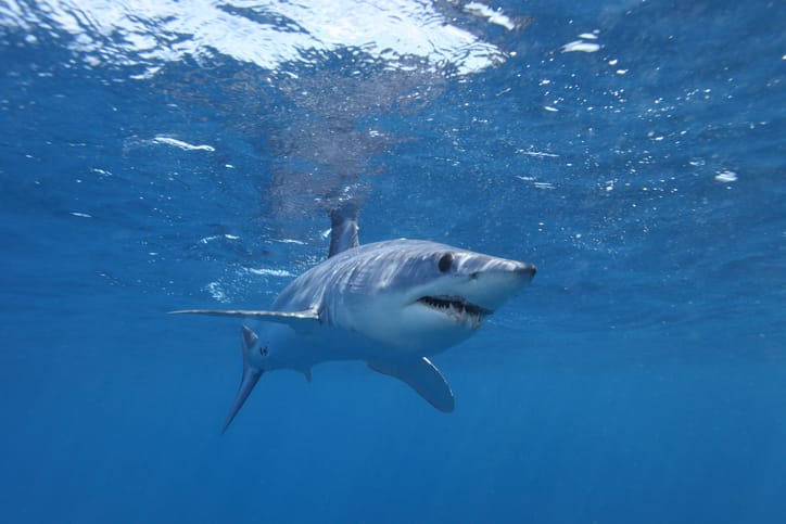 Mako shark swimming in the Atlantic Ocean