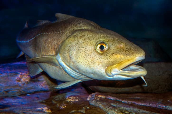 Common Cod Atlantic Cod Facts | Atlantic Ocean Marine Guide