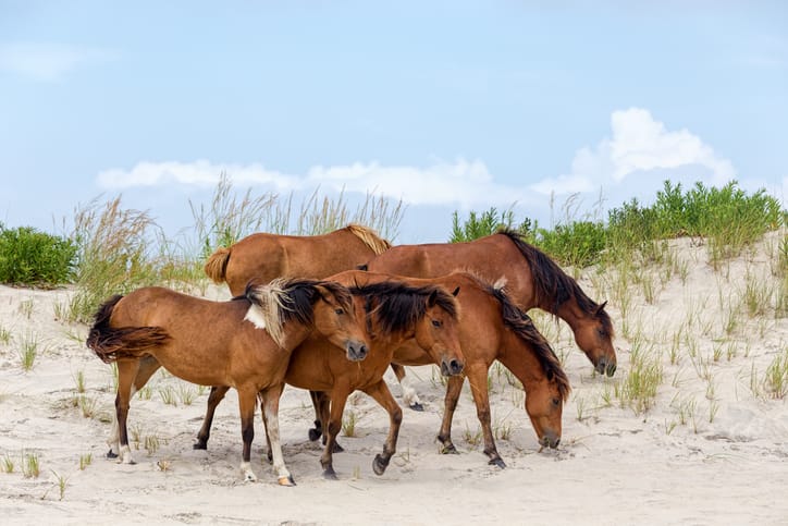 Wild Ponies on Assateague Island National Seashore