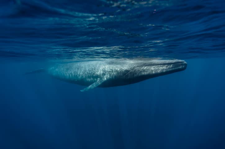 Blue whale swimming in the Atlantic Ocean