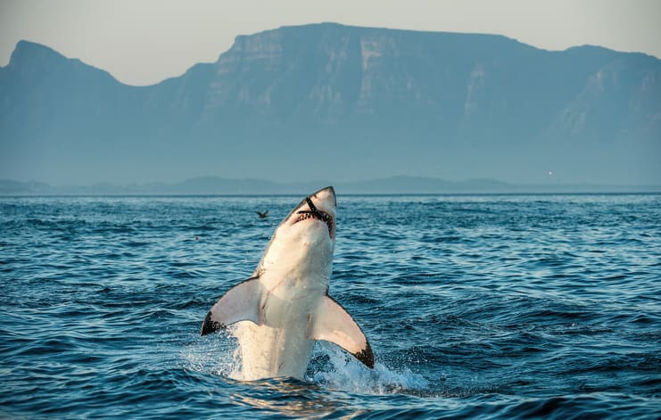 Great white shark swimming near the surface in the Atlantic Ocean during a hunt