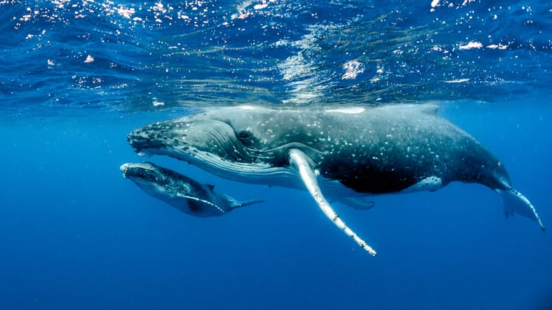 Humpback whale and calf navigate the atlantic ocean
