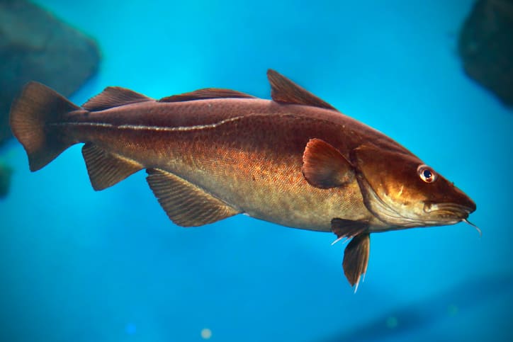 Atlantic Cod Facts | Atlantic Ocean Marine Guide